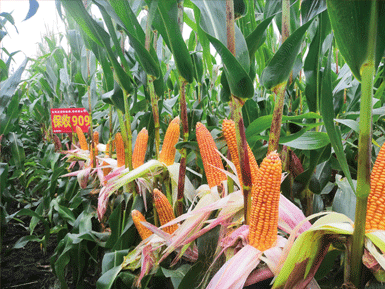 保收909玉米品种通过黑龙江省审定(图1)