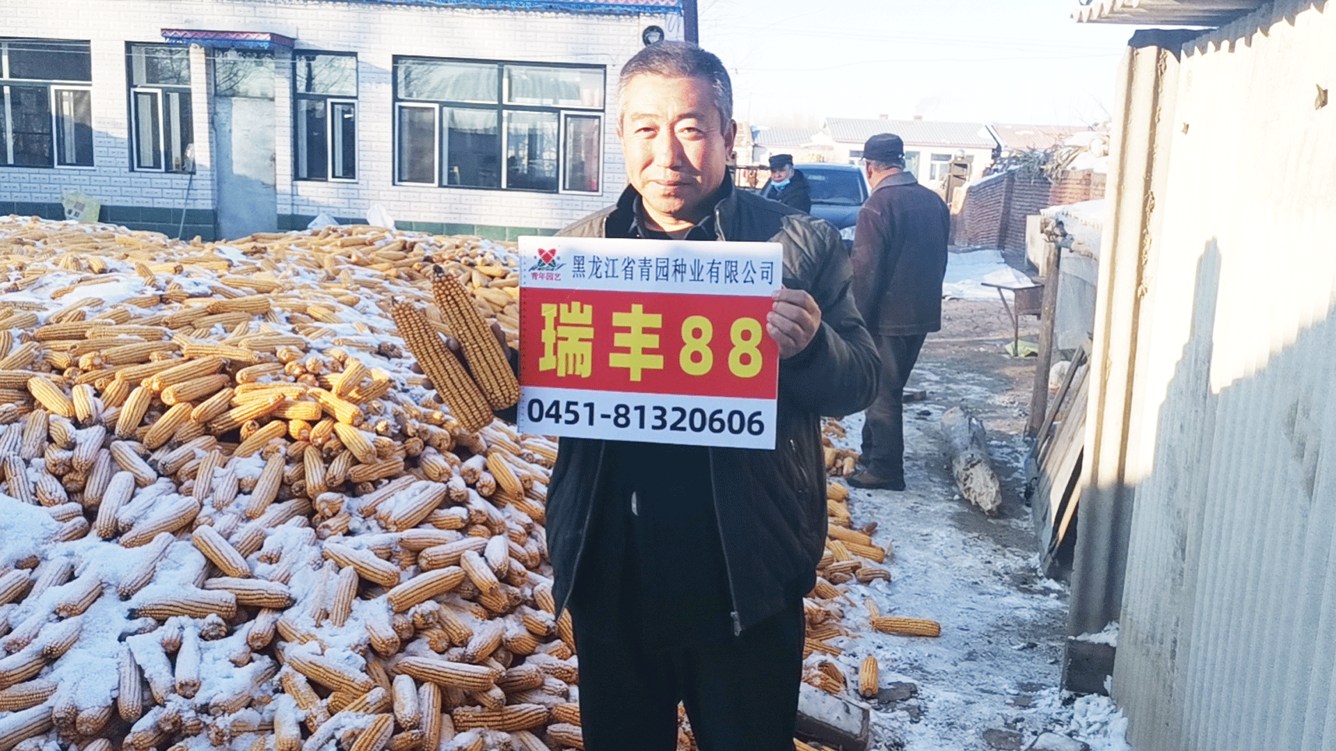 玉米种子-瑞丰88(图1)
