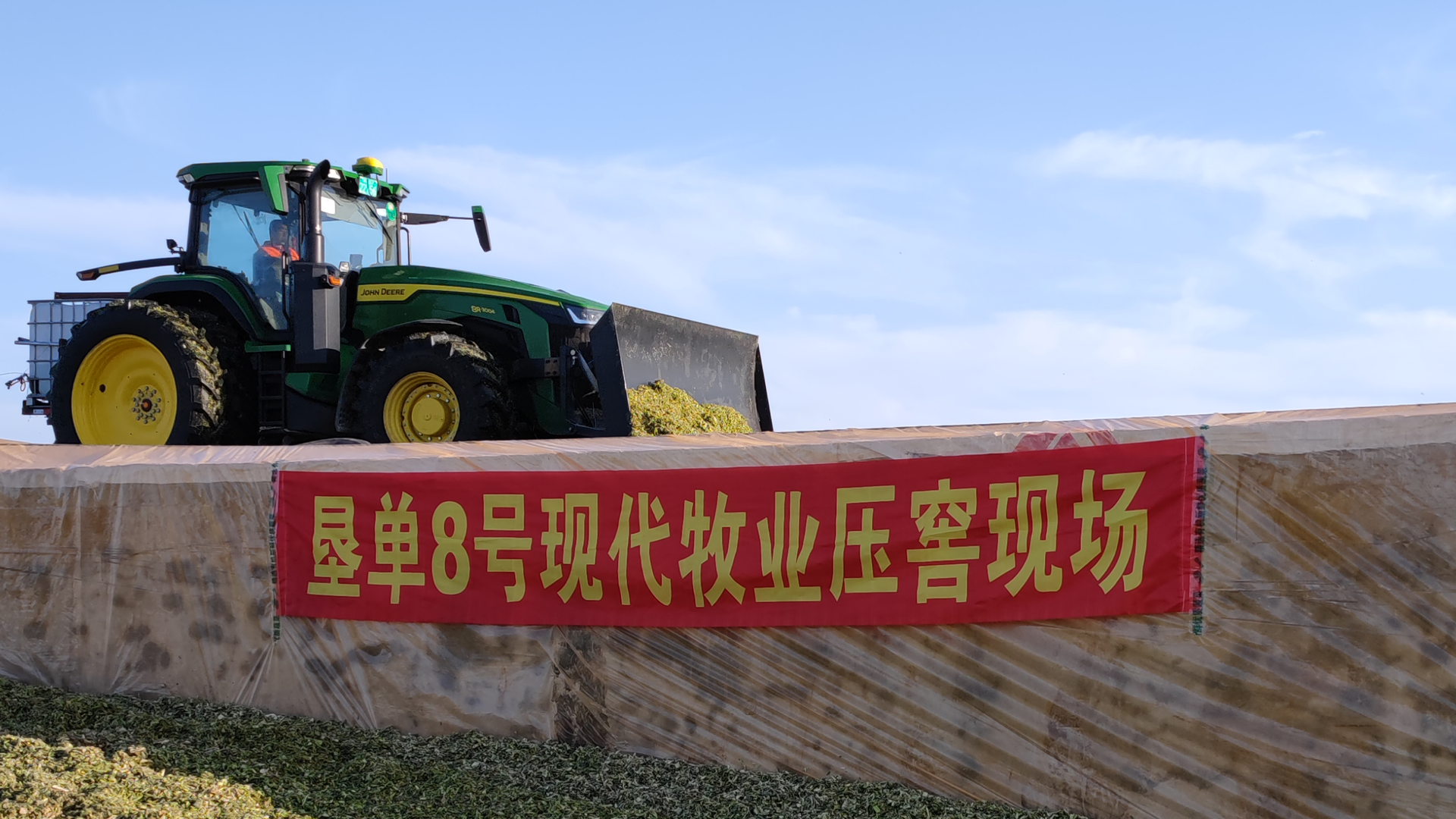 青储玉米垦单8号现代牧业青储压窖圆满完成(图2)