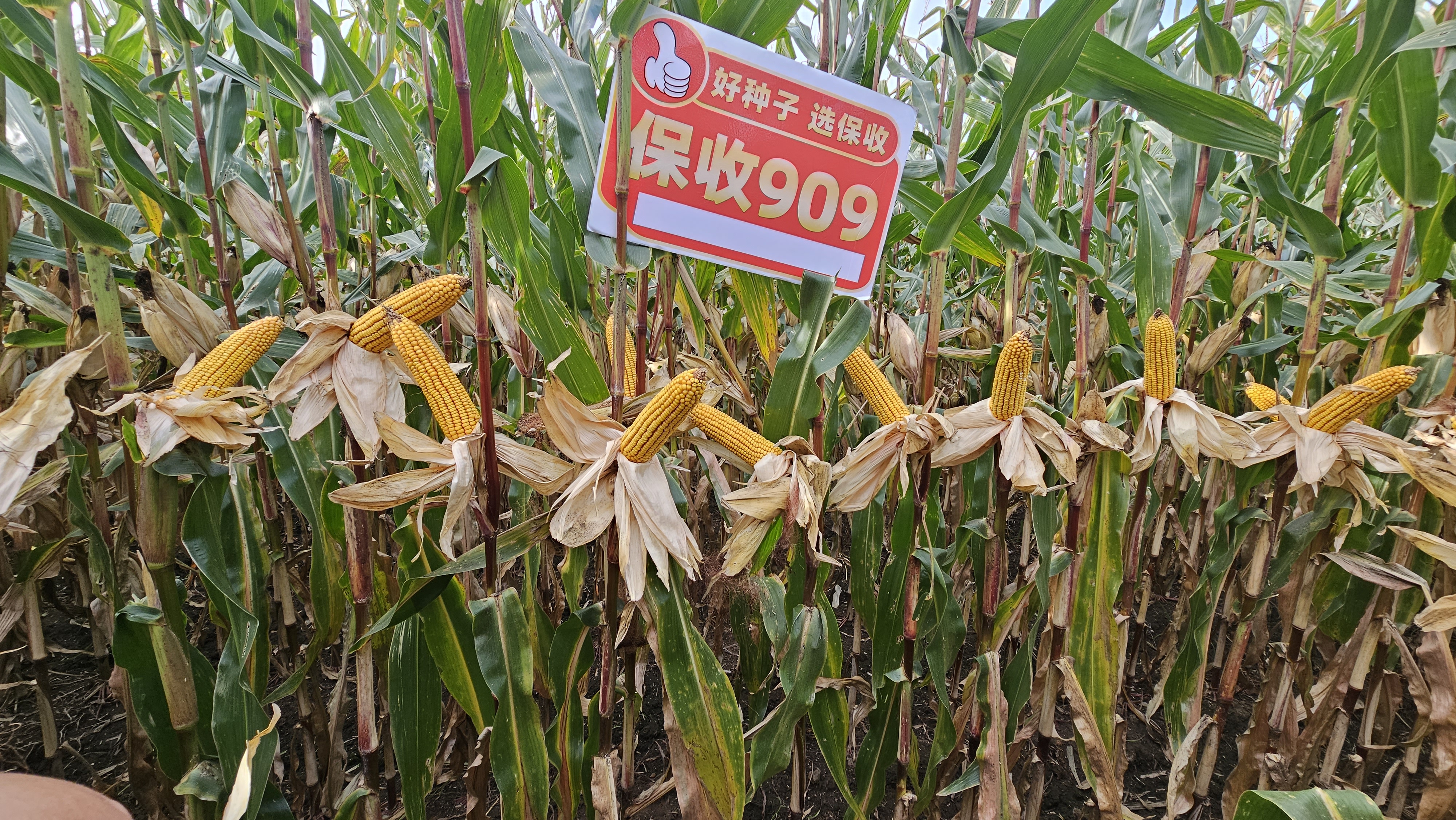 保收909在北安市丰产丰收