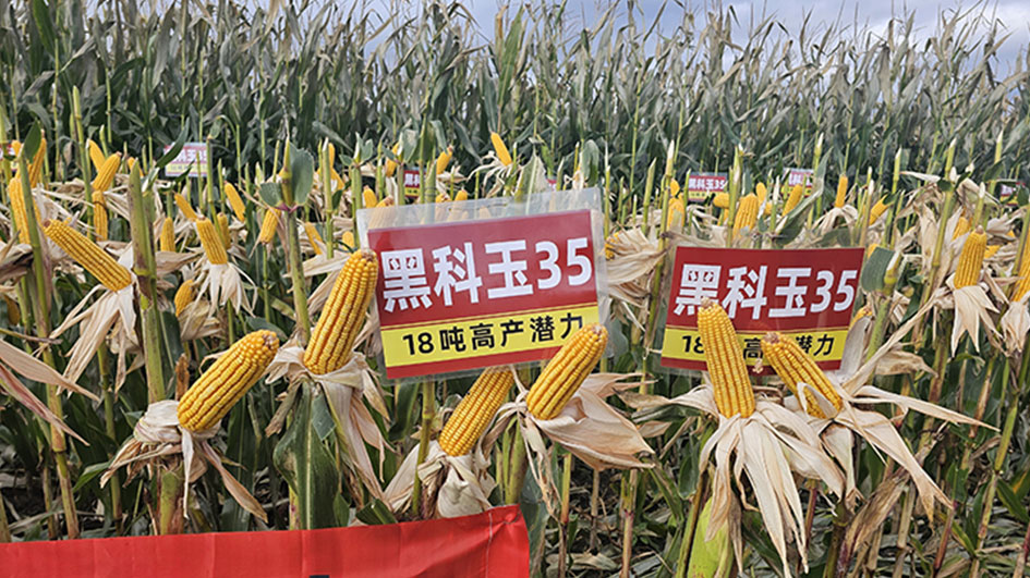 黑科玉35在饶河县丰产丰收